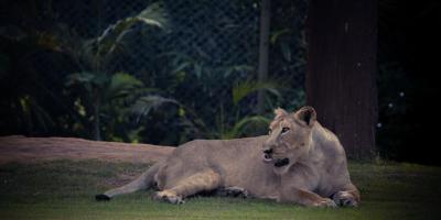 Продажа автомобиля GEELY седан