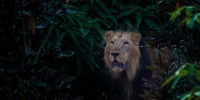 Geely Emgrand - просторный и стильный